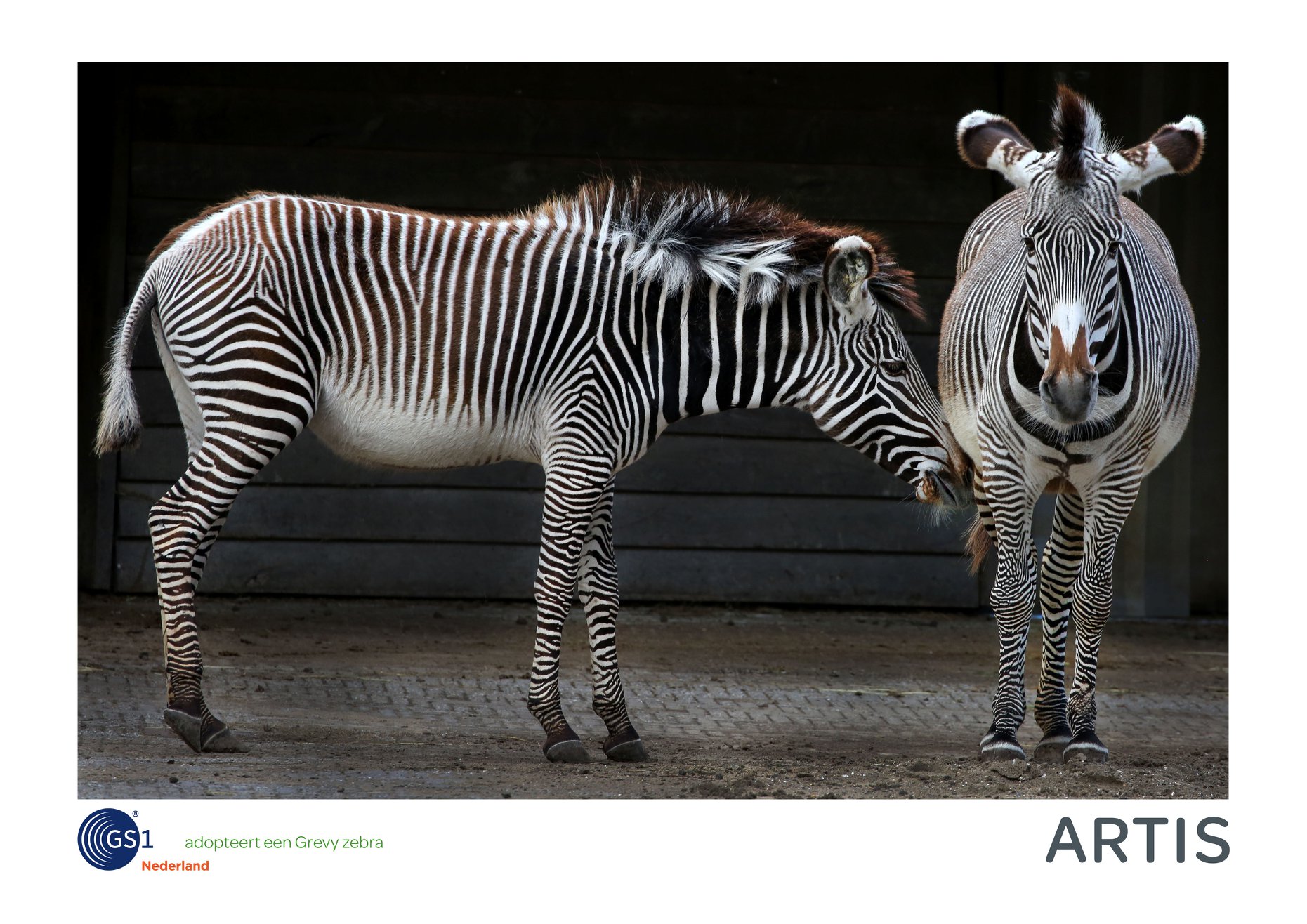 GS1 adopteert Grevy Zebra