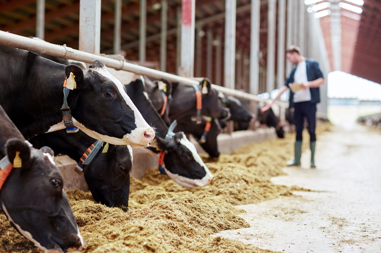 Een uniforme ketentaal - Veehouderij