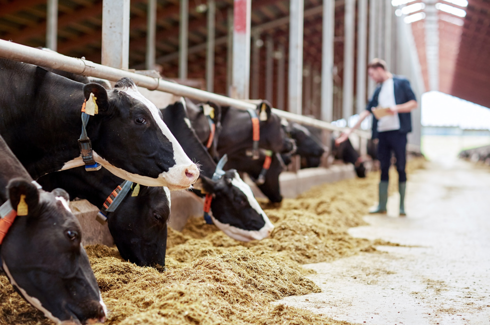 Nieuwsbrief agrarisch en vers - Veehouderij