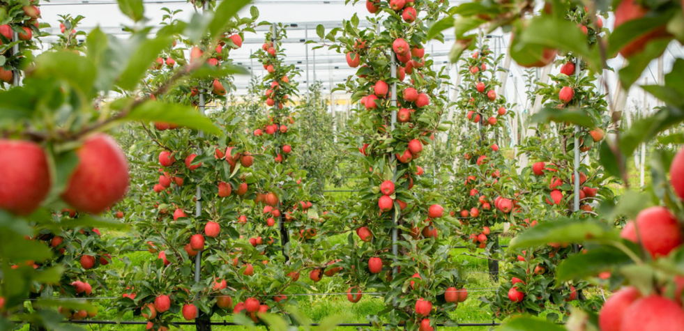 Nieuwsbrief levensmiddelen en drogisterij - De appel valt met een GLN letterlijk niet ver van de boom